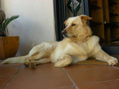 the day chai arrived - before he ate the plants!